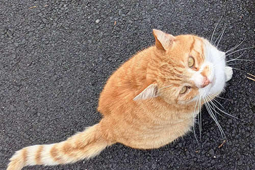 Ginge